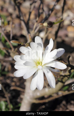 Star Magnolia (Magnolia Stellata) Blüte im springime. Stockfoto