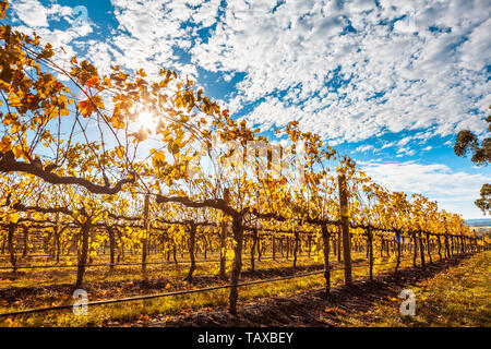 Reihen der Weinreben mit goldenen Blätter und Sun flare im Herbst in Australien Stockfoto