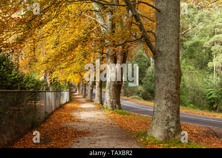 Reihe von hohen Bäumen mit golde Blätter im Herbst. Dandenong Ranges, Australien Stockfoto