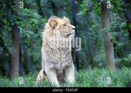 Katanga Löwe sitzend in den Wald Stockfoto