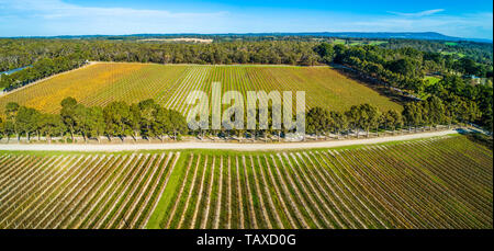Antenne Panoramablick auf die Landschaft von geraden Reihen von Reben in einem Weingut. Stockfoto