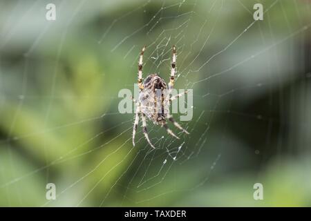 Europäische Kreuzspinne Stockfoto