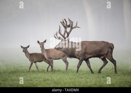 Red deer Stockfoto