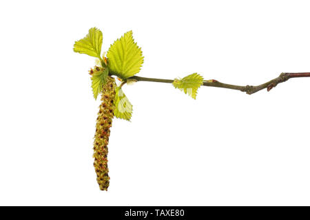 Silber Birke, Betula pendula, junge Blätter und catkin gegen Weiße isoliert Stockfoto