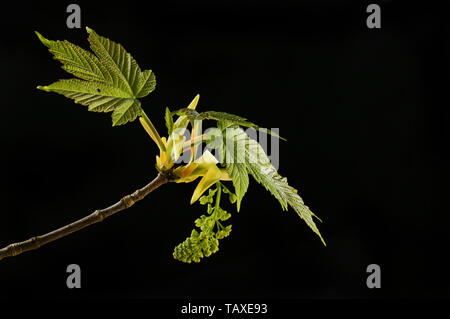 Frische, sycamore, Acer pseudoplatanus, Blätter und Blüte isoliert gegen Schwarze Stockfoto