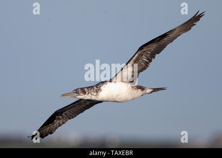 Northern Gannet, (Morus bassanus), Jugendliche über das Meer aus Lands End, Cornwall, England, Großbritannien fliegen. Stockfoto