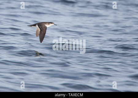 Balearen Shearwater, (Puffinus Mauretanicus), Fliegende niedrig über dem Meer aus Lands End, Cornwall, England, Großbritannien. Stockfoto