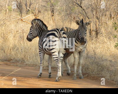 Ein paar Zebras Rücken an Rücken in Karongwe Game Reserve, Krüger Nationalpark, Südafrika Stockfoto