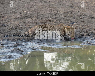 Eine schöne Leopard Suche bedrohlich in die Kamera, während das Trinken aus dem Wasserloch komplett mit Reflexion, karongwe Game Reserve, Südafrika. Stockfoto