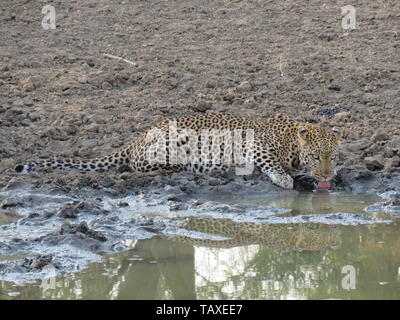 Eine schöne Leopard Suche bedrohlich in die Kamera, während das Trinken aus dem Wasserloch komplett mit Reflexion, karongwe Game Reserve, Südafrika. Stockfoto