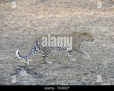 Eine schöne afrikanische Leopard auf der Bewegung, Kraft und Anmut, karongwe Game Reserve, Krüger Nationalpark, Südafrika. Stockfoto