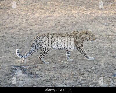 Eine schöne afrikanische Leopard auf der Bewegung, Kraft und Anmut, karongwe Game Reserve, Krüger Nationalpark, Südafrika. Stockfoto