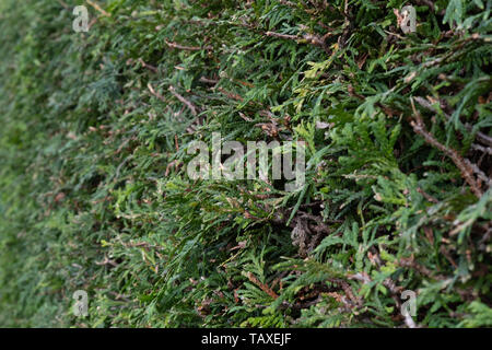 Thuja garten grün Wand Hintergrund Stockfoto