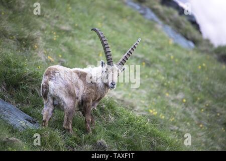 Alpensteinbock Stockfoto