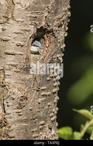 Eurasischen Kleiber Stockfoto