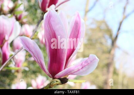 Magnolia x soulangeana 'Bild'. Rosa rosa und weißen Blüten von Hardy Magnolia 'Bild'. Auch Tulip magnolia genannt. Stockfoto