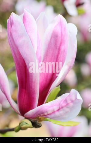 Magnolia x soulangeana 'Bild'. Rosa rosa und weißen Blüten von Hardy Magnolia 'Bild'. Auch Tulip magnolia genannt. Stockfoto