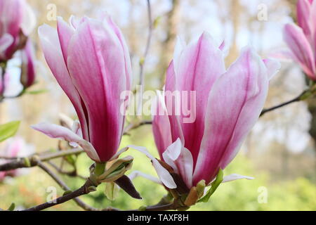 Magnolia x soulangeana 'Bild'. Rosa rosa und weißen Blüten von Hardy Magnolia 'Bild'. Auch Tulip magnolia genannt. Stockfoto