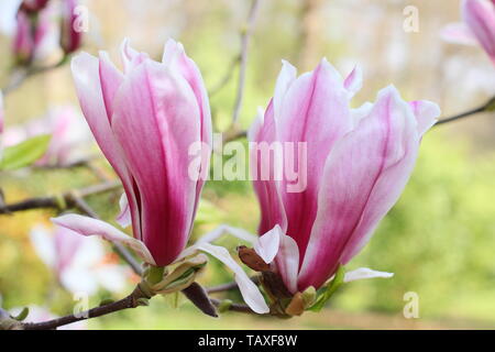 Magnolia x soulangeana 'Bild'. Rosa rosa und weißen Blüten von Hardy Magnolia 'Bild'. Auch Tulip magnolia genannt. Stockfoto