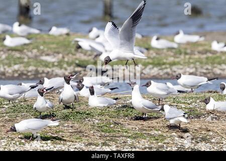 gemeinsamen Lachmöwen Stockfoto