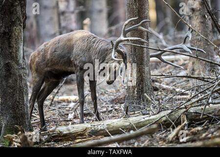 Red deer Stockfoto