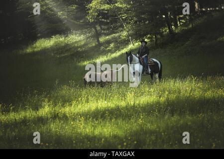 Reiter und Highland Cattle Stockfoto