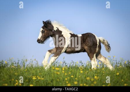 Irish Tinker Fohlen Stockfoto