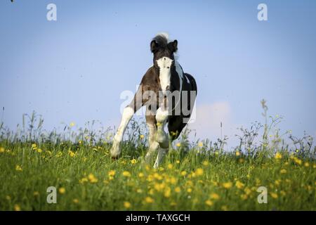 Irish Tinker Fohlen Stockfoto