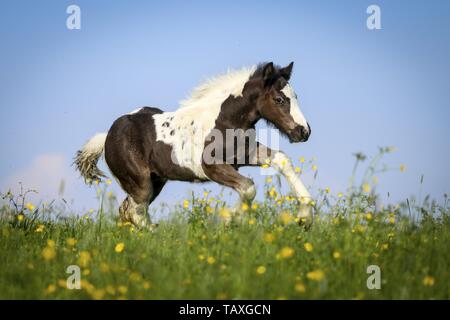 Irish Tinker Fohlen Stockfoto