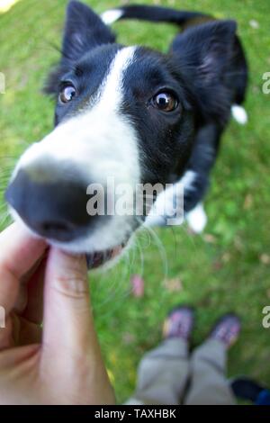 Border-Collie sitzend Stockfoto