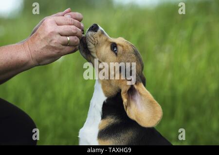 junge Beagle Stockfoto
