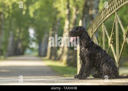 English Cocker Spaniel sitzend Stockfoto