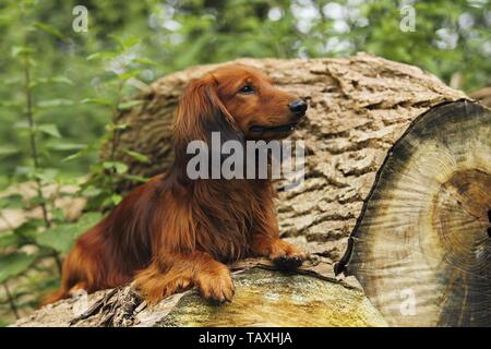 Dackel liegend Stockfoto