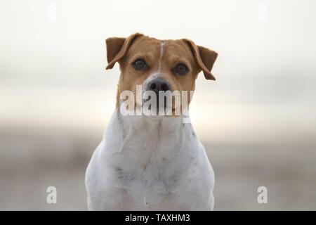 Dansk Svensk Gaardshund Portrait Stockfoto