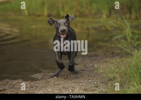 Deutsche Dogge Welpe Stockfoto