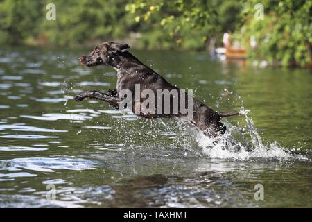 Deutscher Kurzhaariger Vorstehhund springen Stockfoto