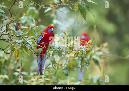 Crimson Rosella Stockfoto