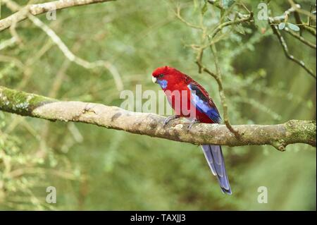 Crimson Rosella Stockfoto