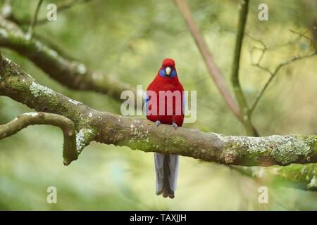 Crimson Rosella Stockfoto