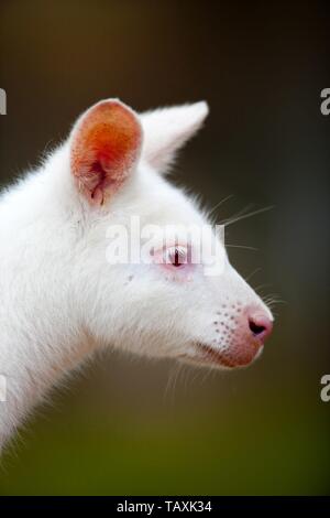 Bennett wallaby Stockfoto