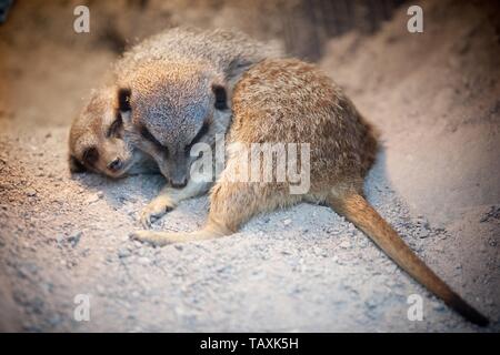 suricats Stockfoto