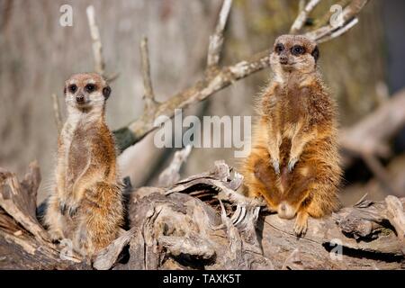 suricats Stockfoto