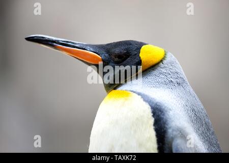 König Pinguin Stockfoto