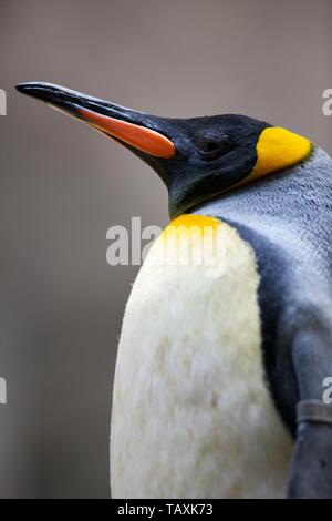 König Pinguin Stockfoto
