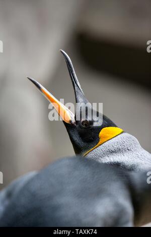 König Pinguin Stockfoto