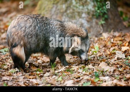 Marderhund Stockfoto