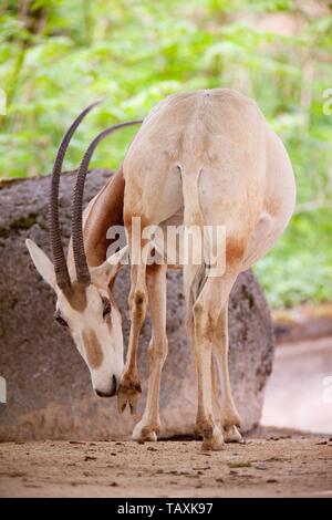 Krummsäbel oryx Stockfoto