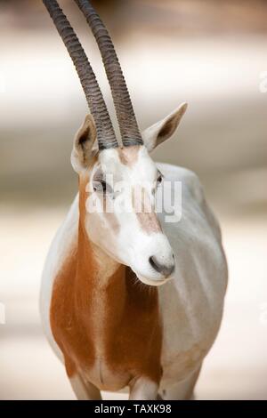 Krummsäbel oryx Stockfoto