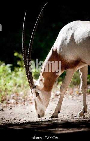 Krummsäbel oryx Stockfoto