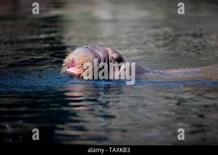 Walross Stockfoto